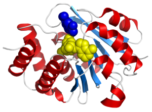 COMT Enzyme Structure