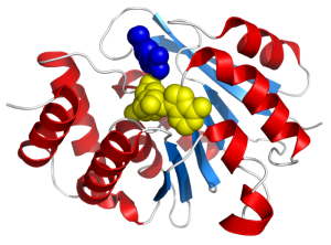 The Genetic Basis for Coping with Short Term Stress