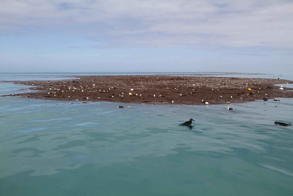 Debris and injured birds